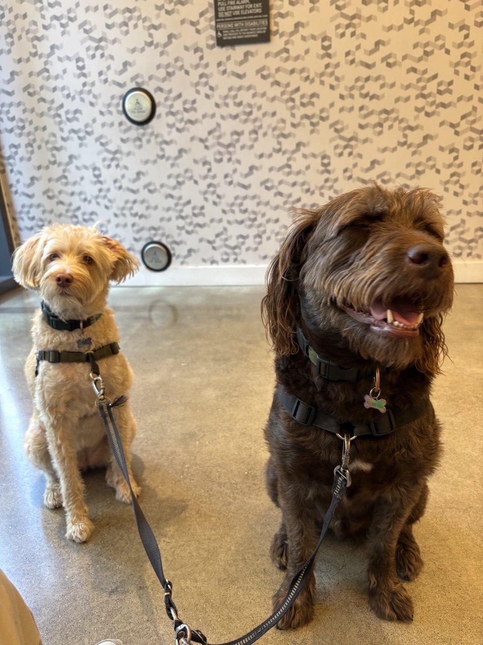 Dogs