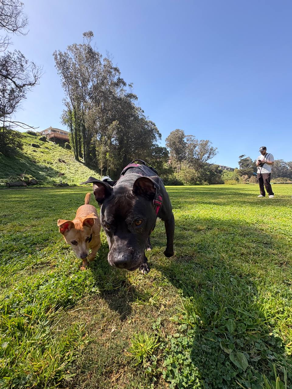 Dog